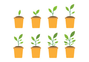 植物幼苗盆栽