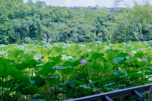 夏日荷塘美景