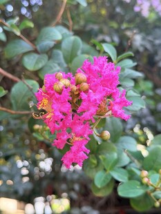紫薇花