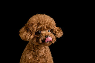 吐舌的可爱棕色泰迪犬