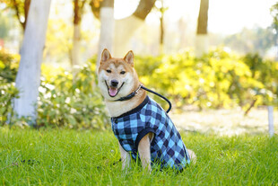 穿着格子衣的可爱柴犬