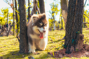 林间奔跑的可爱阿拉斯加犬