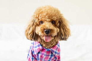 穿格子衣的可爱泰迪犬