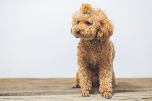 可爱棕色泰迪犬坐于木面