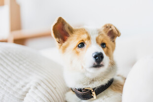 可爱柯基犬乖巧躺沙发