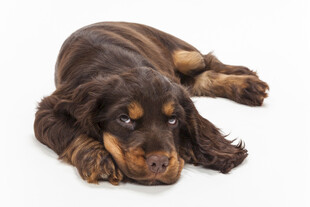 趴着的可爱棕色幼犬