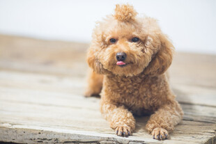 可爱棕色泰迪犬趴木板上