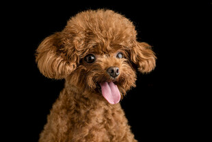 棕色泰迪犬吐舌卖萌