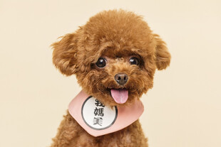 可爱泰迪犬吐舌卖萌
