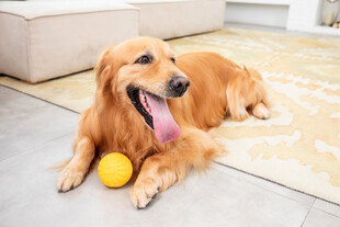 金毛犬玩球惬意瞬间
