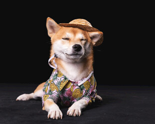 时尚装扮的可爱柴犬