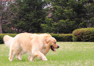 草地上奔跑的金毛犬