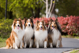五只喜乐蒂犬整齐站立