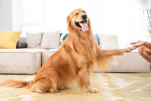 金毛犬与人愉快互动
