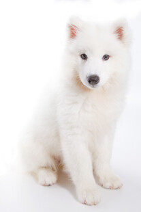 可爱萨摩耶幼犬