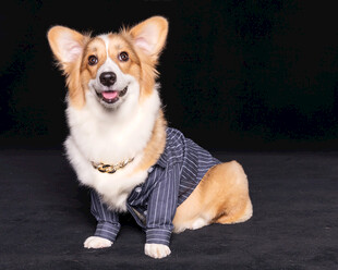 穿着毛衣的可爱柯基犬