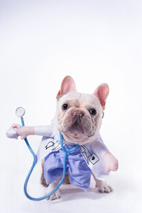 穿医生服的可爱法斗犬