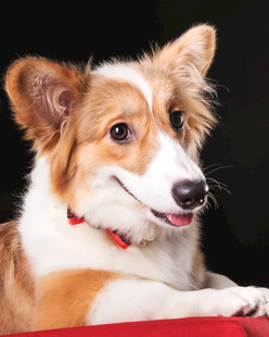 可爱柯基犬露出开心笑容