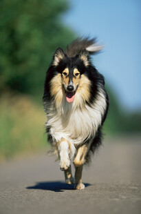 奔跑的喜乐蒂牧羊犬