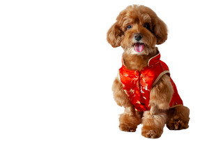 穿红衣的可爱泰迪犬