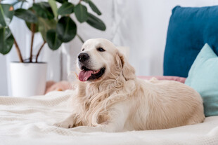 金毛犬惬意躺卧在室内