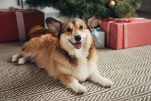 圣诞树下的快乐柯基犬