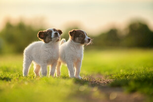 两只可爱幼犬站在草地上