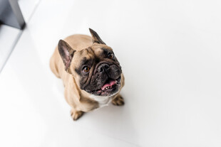 可爱法斗犬抬头望