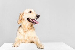 可爱金毛犬趴在白色台上