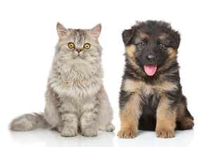 猫咪与幼犬同框可爱瞬间