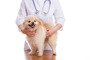 兽医与可爱博美犬互动