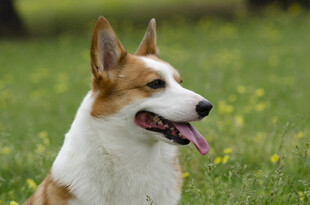 可爱柯基犬于草地吐舌