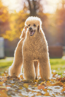 秋日里的可爱贵宾犬
