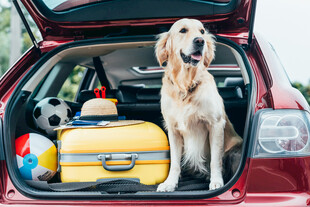 后备箱里的狗狗与行李