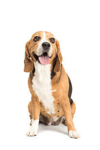 可爱比格犬开心端坐