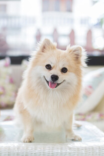 可爱博美犬咧嘴微笑