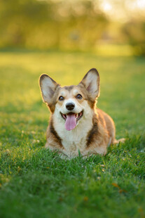 草地上微笑的可爱柯基犬