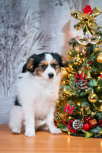 小狗伴圣诞树温馨画面