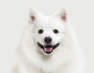 微笑的白色萨摩耶犬