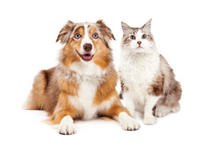 猫狗同框温馨可爱瞬间