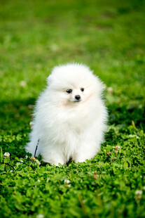 草地上的白色博美犬