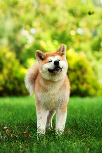 草地上可爱的柴犬