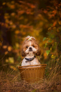 秋日篮中可爱小萌犬