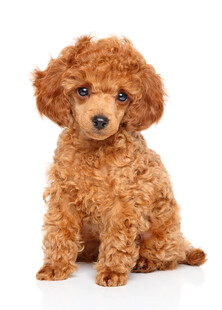 可爱棕色小贵宾犬
