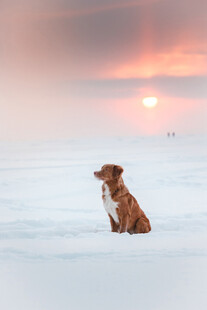 雪地孤犬望夕阳