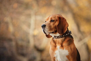 可爱猎犬户外专注瞬间