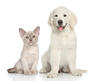 小猫与大狗同框可爱画面