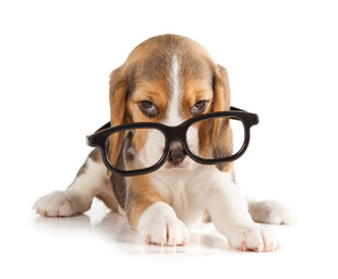 戴眼镜的可爱小猎犬