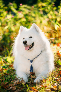 秋日里微笑的萨摩耶犬