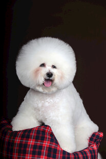 可爱比熊犬坐于格子垫上